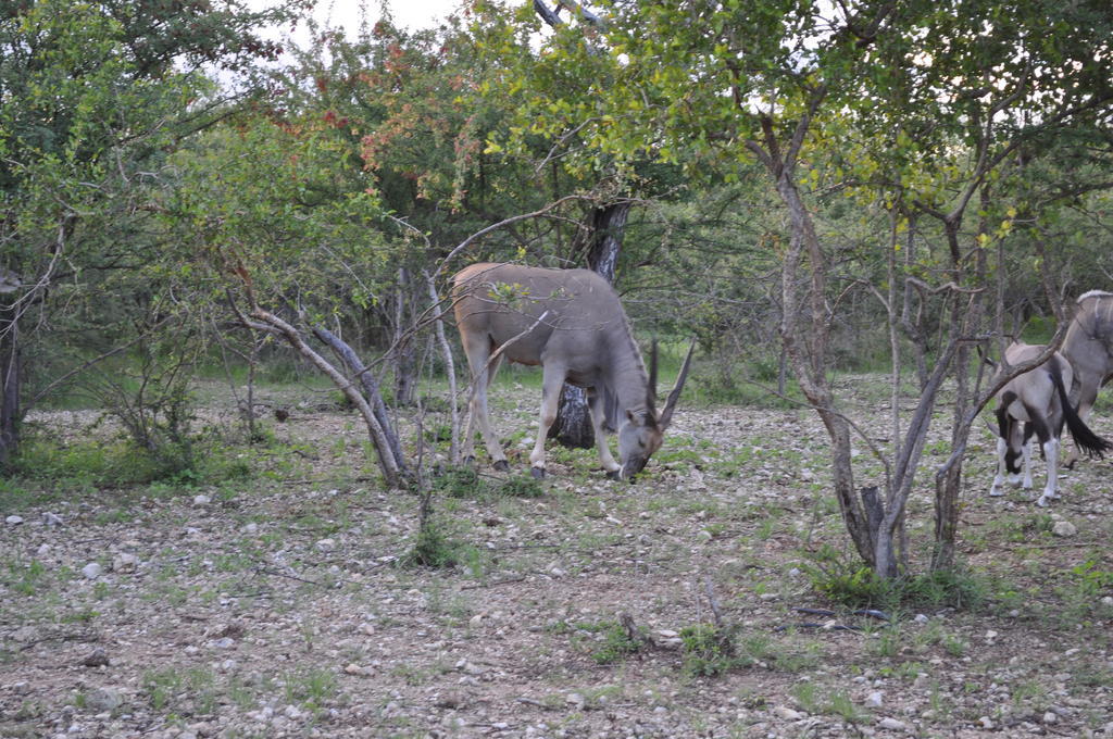 Etotongwe Lodge 奥乔 外观 照片